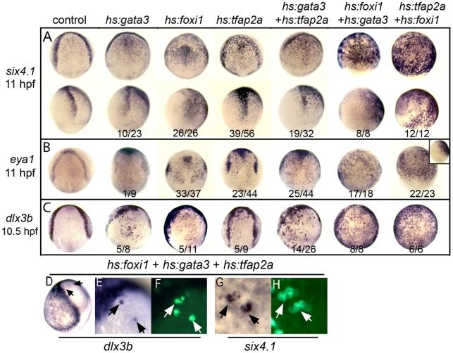 https://cdn.ncbi.nlm.nih.gov/pmc/blobs/c659/2944784/2463a5924541/pgen.1001133.g006.jpg