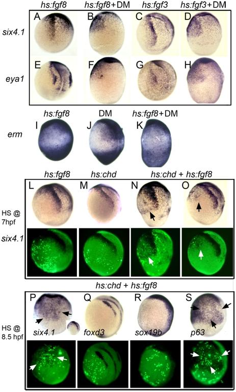 https://cdn.ncbi.nlm.nih.gov/pmc/blobs/c659/2944784/300b1618c285/pgen.1001133.g007.jpg