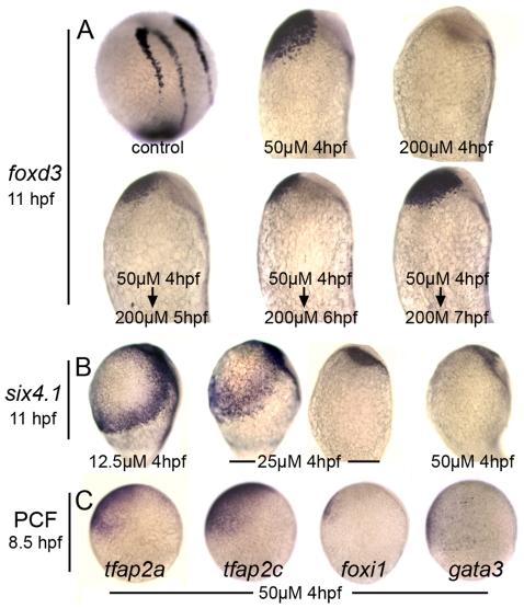 https://cdn.ncbi.nlm.nih.gov/pmc/blobs/c659/2944784/79741a8d54b6/pgen.1001133.g002.jpg