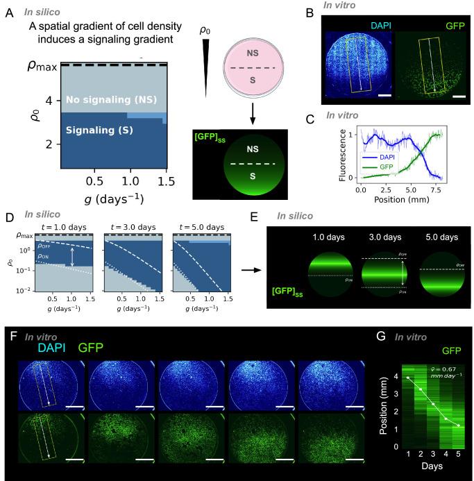 https://cdn.ncbi.nlm.nih.gov/pmc/blobs/c65a/11577002/805293b9583b/41467_2024_53078_Fig7_HTML.jpg