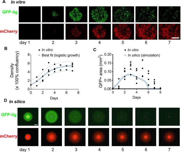 https://cdn.ncbi.nlm.nih.gov/pmc/blobs/c65a/11577002/9836437ff3ef/41467_2024_53078_Fig4_HTML.jpg