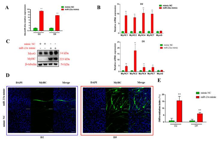https://cdn.ncbi.nlm.nih.gov/pmc/blobs/c65d/7588927/a15e71622a7b/genes-11-01232-g003.jpg