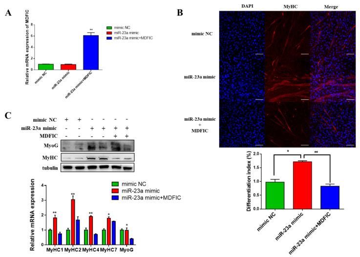 https://cdn.ncbi.nlm.nih.gov/pmc/blobs/c65d/7588927/df76a43839ba/genes-11-01232-g006.jpg