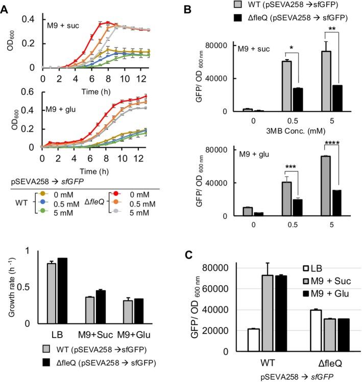 https://cdn.ncbi.nlm.nih.gov/pmc/blobs/c65e/11580810/602331489625/MBT2-17-e70054-g003.jpg