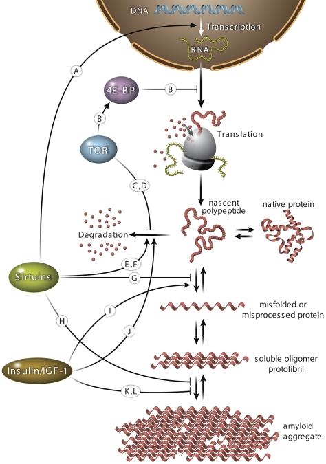 https://cdn.ncbi.nlm.nih.gov/pmc/blobs/c65e/2935559/094aba419e5a/JCB_201005144_RGB_Fig3.jpg