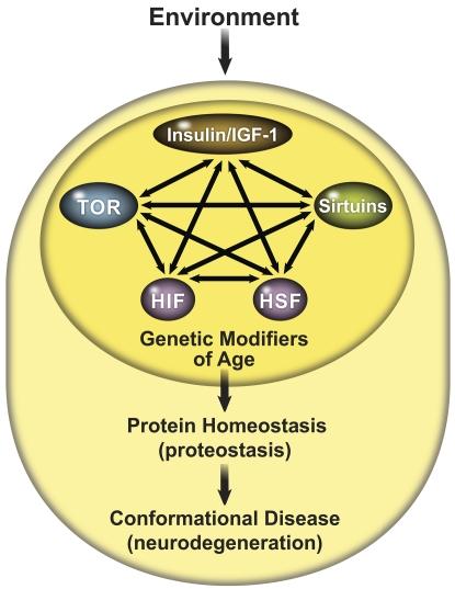 https://cdn.ncbi.nlm.nih.gov/pmc/blobs/c65e/2935559/2055357bfd16/JCB_201005144_RGB_Fig2.jpg
