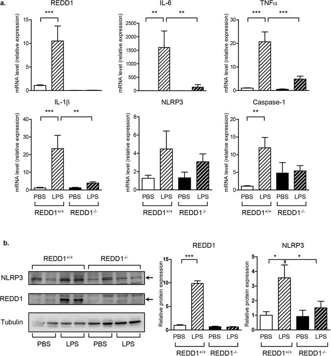 https://cdn.ncbi.nlm.nih.gov/pmc/blobs/c65e/5539207/4a9796a0267e/41598_2017_7182_Fig1_HTML.jpg