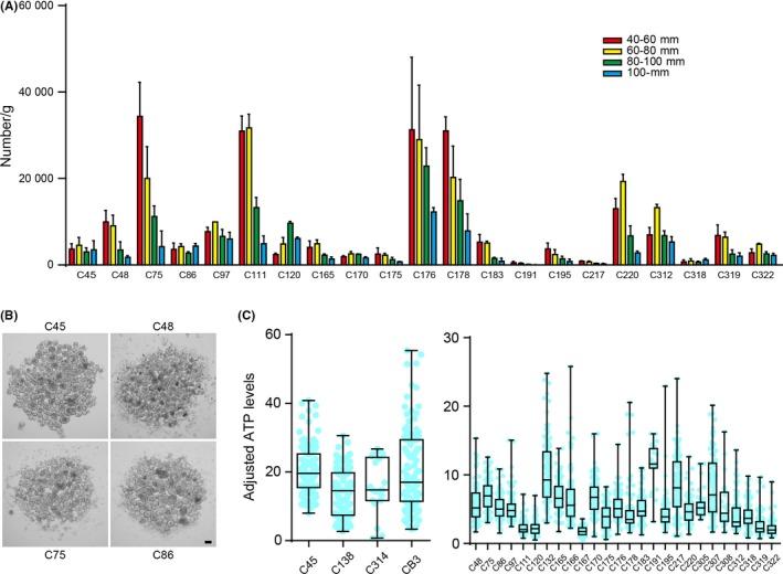 https://cdn.ncbi.nlm.nih.gov/pmc/blobs/c664/6317944/19d7407aadfd/CAS-110-345-g003.jpg