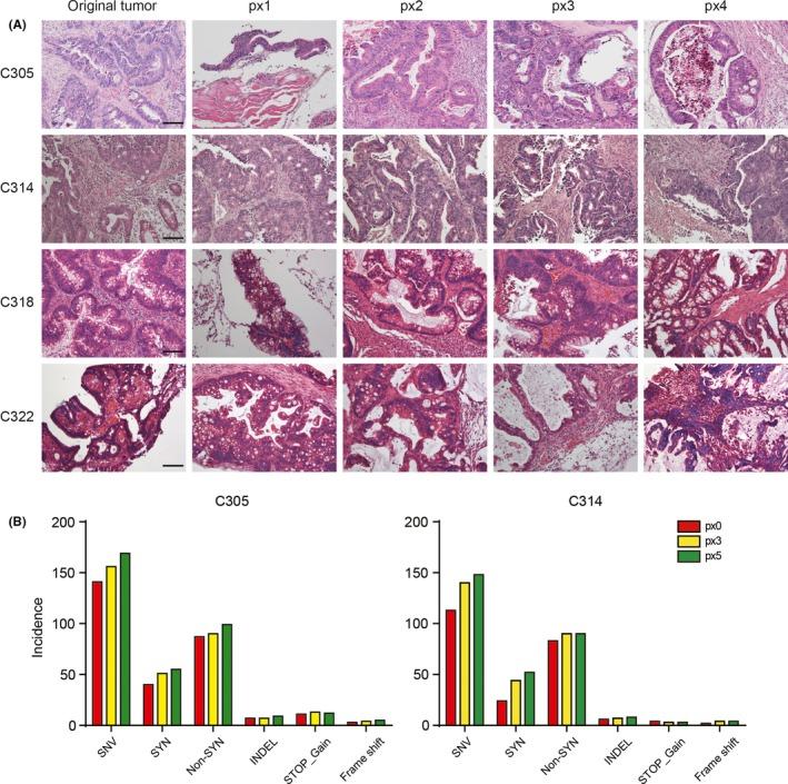 https://cdn.ncbi.nlm.nih.gov/pmc/blobs/c664/6317944/e4ceedc7d08d/CAS-110-345-g001.jpg
