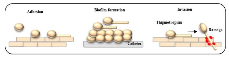 https://cdn.ncbi.nlm.nih.gov/pmc/blobs/c667/8070227/5de6fe75bbf0/pathogens-10-00466-g001.jpg