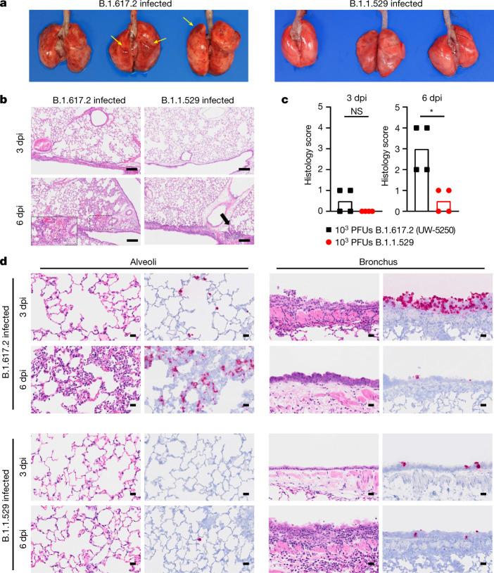 https://cdn.ncbi.nlm.nih.gov/pmc/blobs/c667/8942849/0b90f8240192/41586_2022_4441_Fig3_HTML.jpg