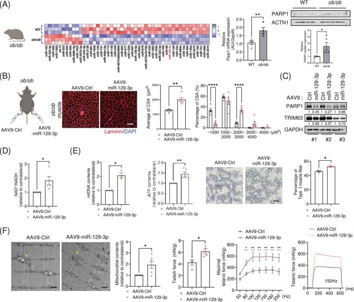 https://cdn.ncbi.nlm.nih.gov/pmc/blobs/c66c/12010049/6de25e4e0662/JCSM-16-e13823-g005.jpg