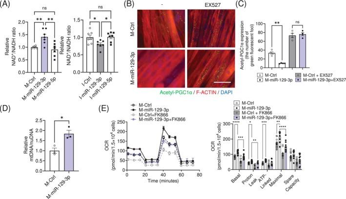 https://cdn.ncbi.nlm.nih.gov/pmc/blobs/c66c/12010049/90b26103e5c9/JCSM-16-e13823-g003.jpg