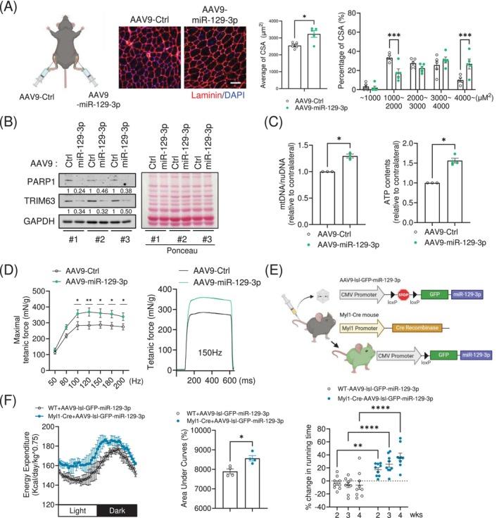 https://cdn.ncbi.nlm.nih.gov/pmc/blobs/c66c/12010049/ebcbaa6006fb/JCSM-16-e13823-g007.jpg