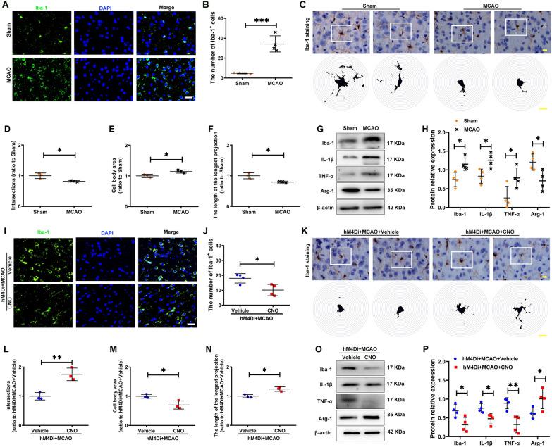 https://cdn.ncbi.nlm.nih.gov/pmc/blobs/c670/11370036/5027f712e5b5/12951_2024_2782_Fig3_HTML.jpg