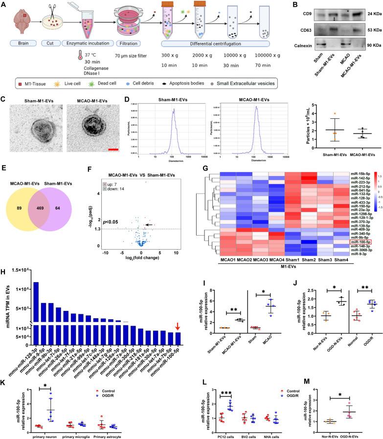https://cdn.ncbi.nlm.nih.gov/pmc/blobs/c670/11370036/d90d1d3876c1/12951_2024_2782_Fig4_HTML.jpg