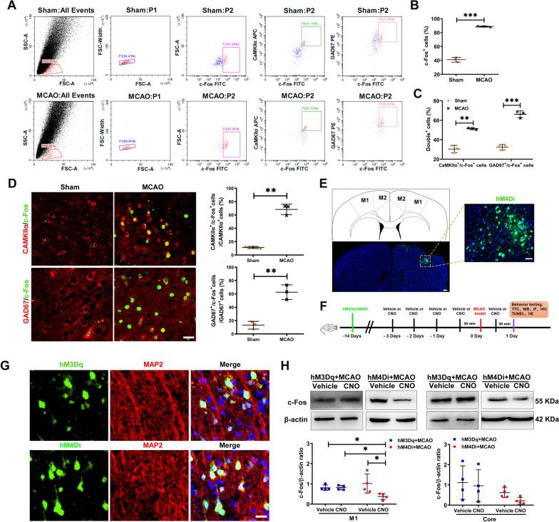 https://cdn.ncbi.nlm.nih.gov/pmc/blobs/c670/11370036/fa8ba5498a58/12951_2024_2782_Fig1_HTML.jpg