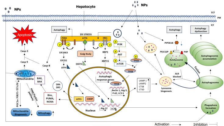 https://cdn.ncbi.nlm.nih.gov/pmc/blobs/c671/11056894/8d4ebdaf6f96/WJH-16-566-g001.jpg