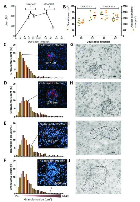 https://cdn.ncbi.nlm.nih.gov/pmc/blobs/c672/6316861/0149f4de8f13/wellcomeopenres-3-16356-g0005.jpg