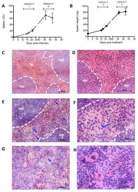 https://cdn.ncbi.nlm.nih.gov/pmc/blobs/c672/6316861/041491e45e06/wellcomeopenres-3-16356-g0000.jpg