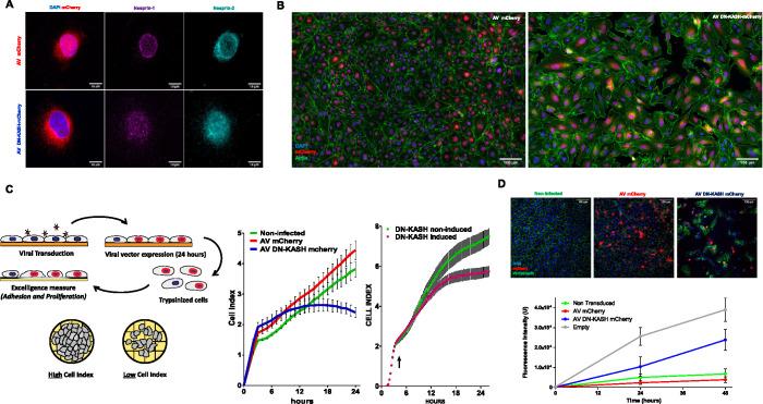https://cdn.ncbi.nlm.nih.gov/pmc/blobs/c673/8684736/cf852f2b5af8/mbc-32-1654-g001.jpg
