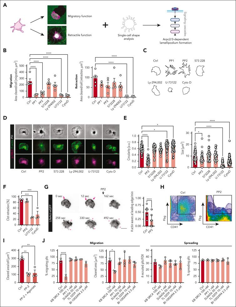 https://cdn.ncbi.nlm.nih.gov/pmc/blobs/c675/10646815/4b4ed3dede29/BLOOD_BLD-2022-019210-gr3.jpg