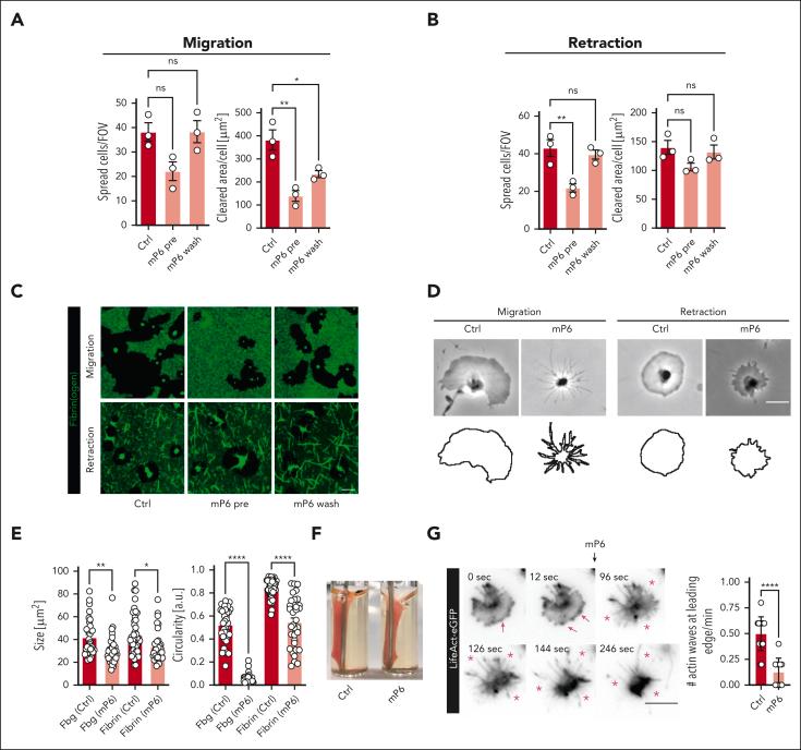 https://cdn.ncbi.nlm.nih.gov/pmc/blobs/c675/10646815/6d04f511055d/BLOOD_BLD-2022-019210-gr5.jpg
