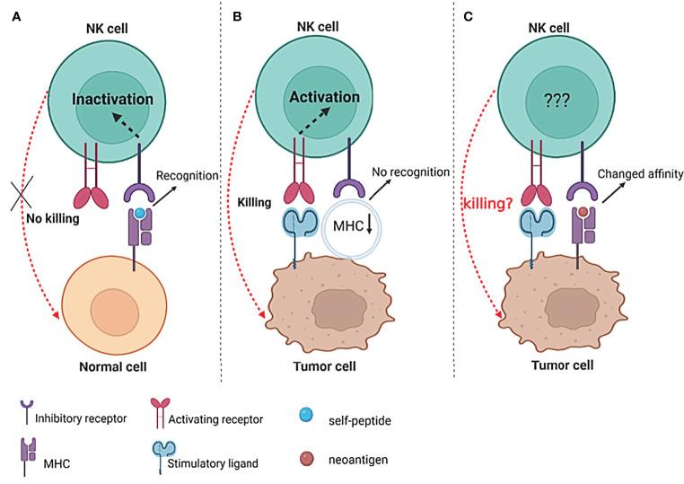 https://cdn.ncbi.nlm.nih.gov/pmc/blobs/c675/9302773/c4a646fa2ed4/fimmu-13-931862-g002.jpg