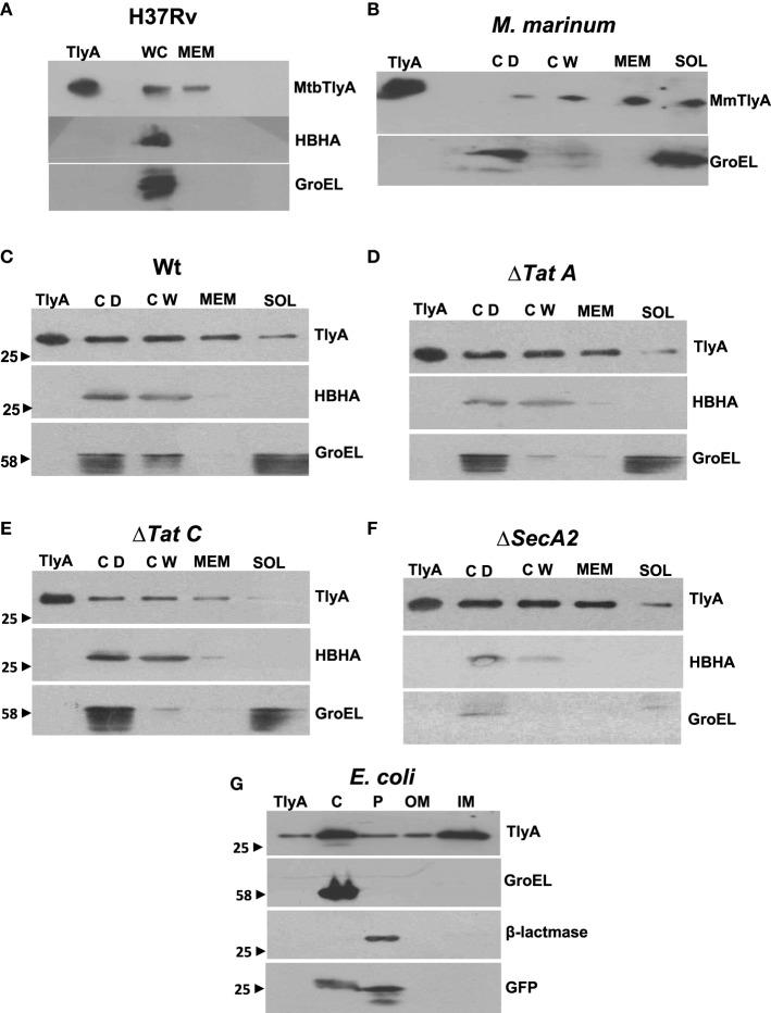 https://cdn.ncbi.nlm.nih.gov/pmc/blobs/c67c/4543871/afba1d64e550/fcimb-05-00060-g0004.jpg