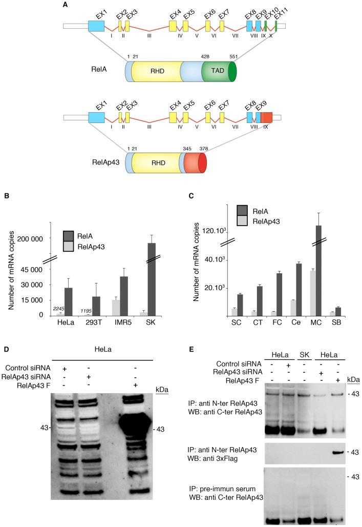 https://cdn.ncbi.nlm.nih.gov/pmc/blobs/c67f/3521698/289e6119730f/ppat.1003060.g001.jpg