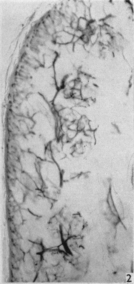 https://cdn.ncbi.nlm.nih.gov/pmc/blobs/c681/1359194/cb7532186ed9/jphysiol01369-0233-b.jpg