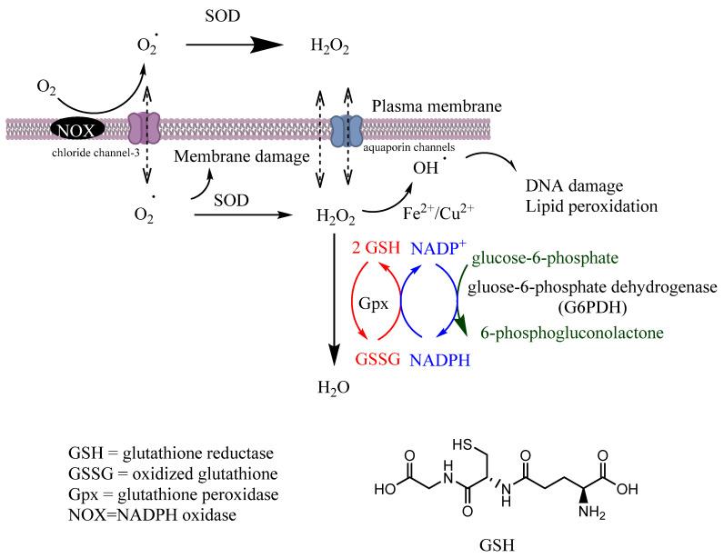 https://cdn.ncbi.nlm.nih.gov/pmc/blobs/c683/9776363/73508e2ec5ba/biomedicines-10-03051-g002.jpg