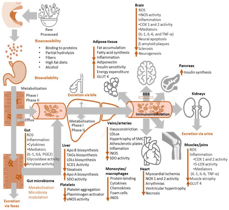 https://cdn.ncbi.nlm.nih.gov/pmc/blobs/c683/9776363/f779acd3f928/biomedicines-10-03051-g012.jpg