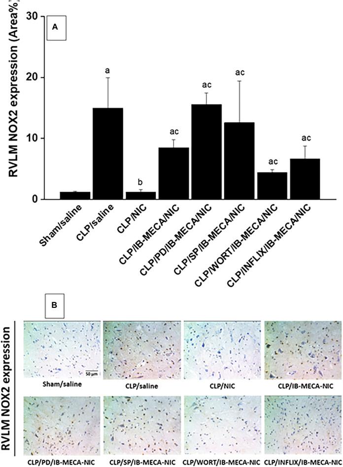 https://cdn.ncbi.nlm.nih.gov/pmc/blobs/c684/11222418/fc7443d350c4/fphar-15-1418981-g008.jpg