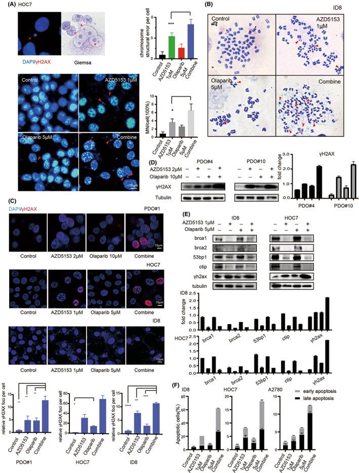 https://cdn.ncbi.nlm.nih.gov/pmc/blobs/c684/9983312/d72d8f56101e/JCMM-27-634-g005.jpg