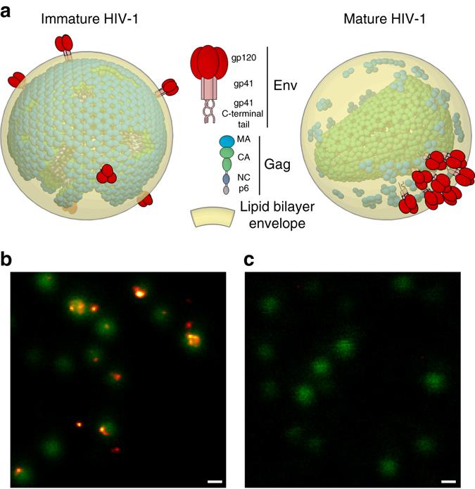 https://cdn.ncbi.nlm.nih.gov/pmc/blobs/c689/5601426/46c411558e32/41467_2017_515_Fig1_HTML.jpg