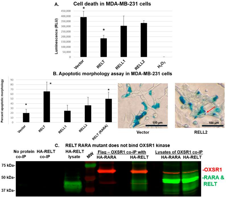 https://cdn.ncbi.nlm.nih.gov/pmc/blobs/c68a/11727564/5b8b9507bb0b/biomedicines-12-02667-g003.jpg