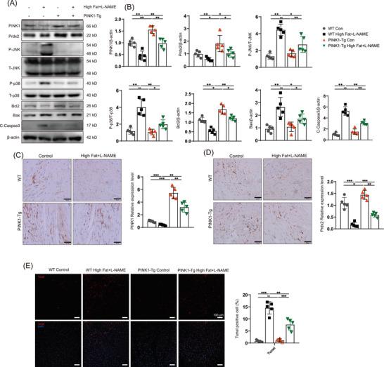 https://cdn.ncbi.nlm.nih.gov/pmc/blobs/c68c/11705485/2eed2f147bfa/CTM2-15-e70166-g002.jpg