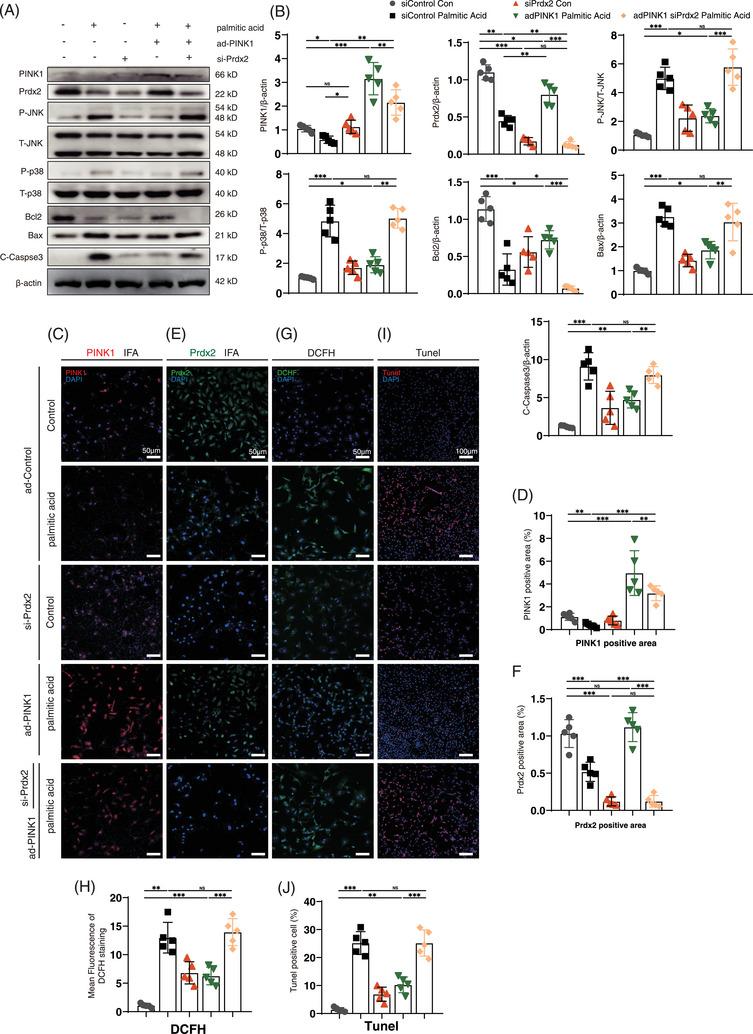https://cdn.ncbi.nlm.nih.gov/pmc/blobs/c68c/11705485/43a8f32f46ba/CTM2-15-e70166-g006.jpg