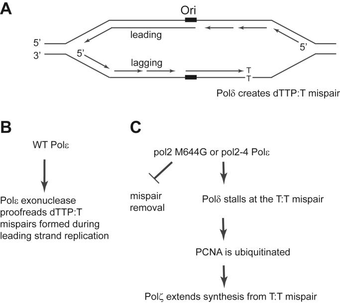 https://cdn.ncbi.nlm.nih.gov/pmc/blobs/c68e/10371845/27f382283fc6/gr2.jpg