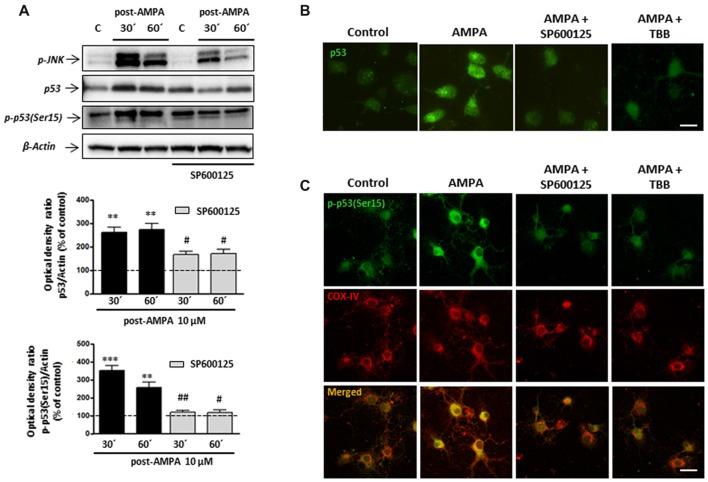 https://cdn.ncbi.nlm.nih.gov/pmc/blobs/c691/6146035/4aba020e76ce/fnmol-11-00333-g0009.jpg