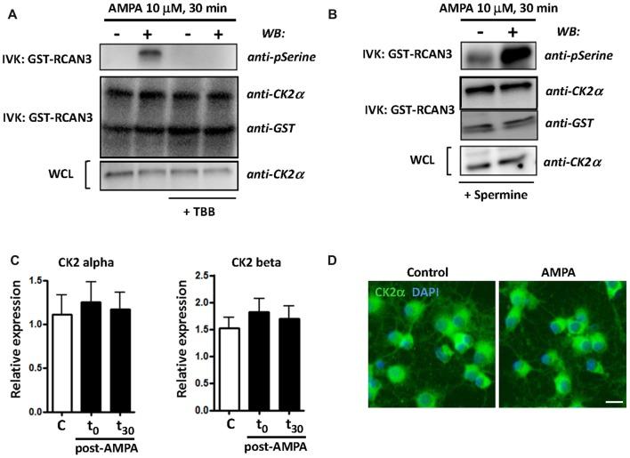 https://cdn.ncbi.nlm.nih.gov/pmc/blobs/c691/6146035/9c247f049a53/fnmol-11-00333-g0001.jpg