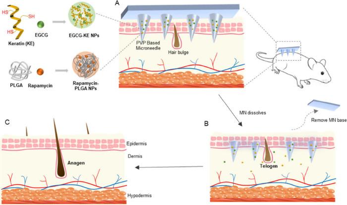https://cdn.ncbi.nlm.nih.gov/pmc/blobs/c695/11615954/4890d9dd1307/mp4c00894_0010.jpg