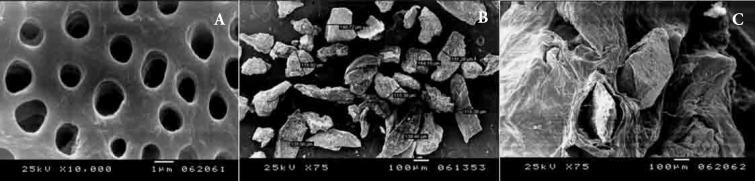 https://cdn.ncbi.nlm.nih.gov/pmc/blobs/c698/9868998/d3eec1d12457/IEJ-17-185-g002.jpg