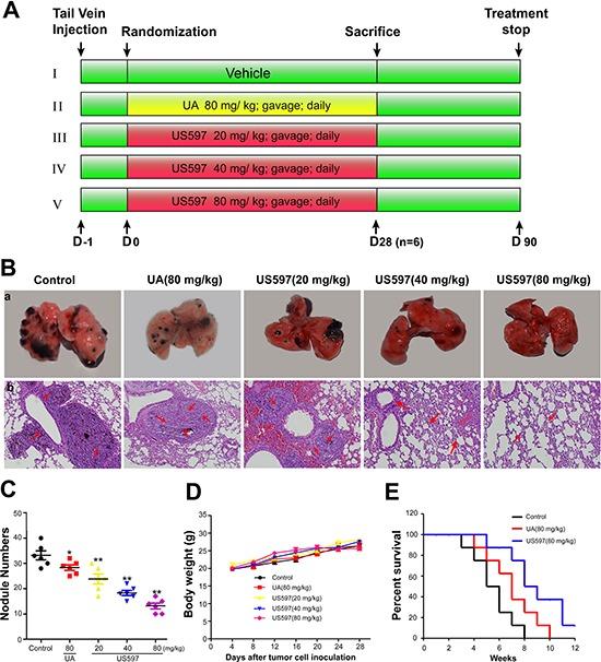 https://cdn.ncbi.nlm.nih.gov/pmc/blobs/c69a/4496218/3720c1449c0b/oncotarget-06-9295-g006.jpg