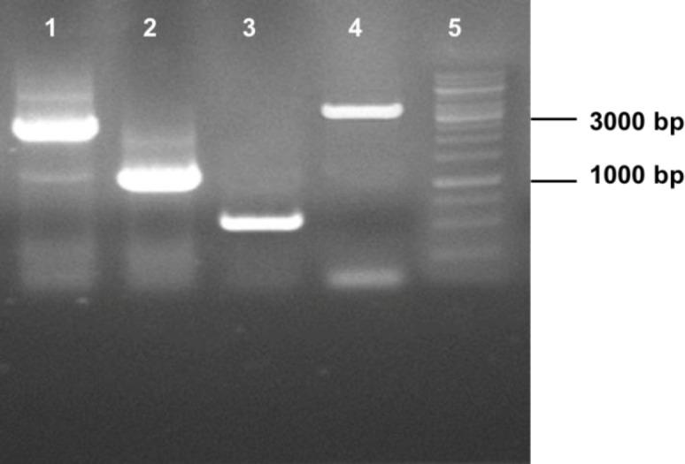 https://cdn.ncbi.nlm.nih.gov/pmc/blobs/c69a/8334395/e0e0b45d8082/ibj-25-255-g002.jpg