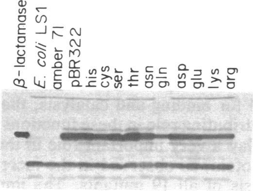 https://cdn.ncbi.nlm.nih.gov/pmc/blobs/c69d/323128/23be3e4d28d7/pnas00310-0057-c.jpg