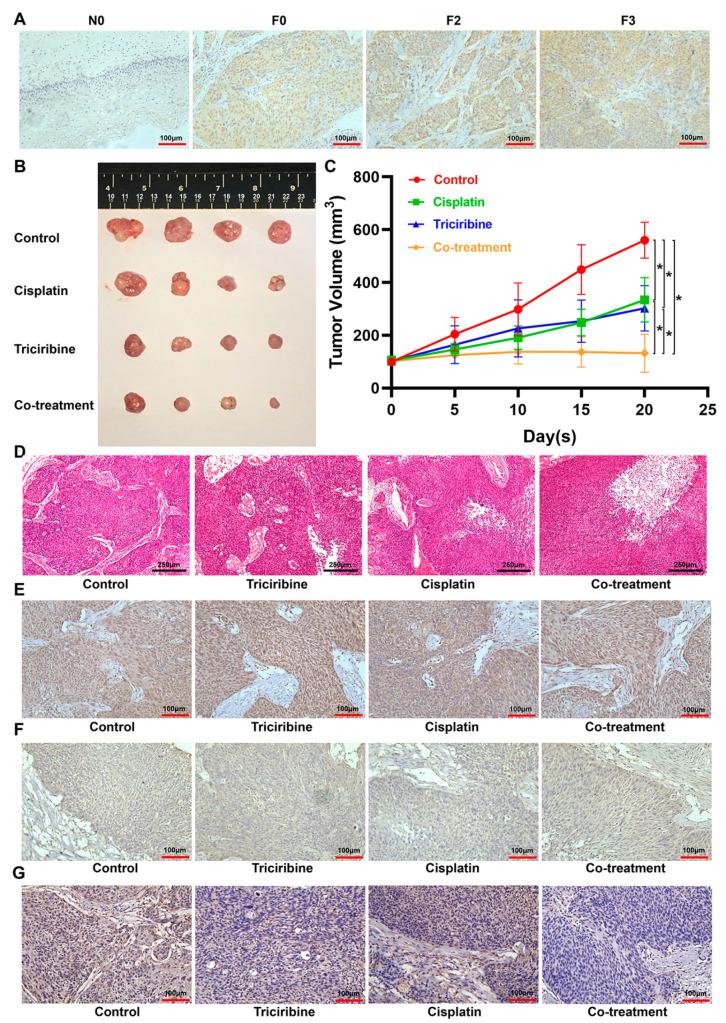 https://cdn.ncbi.nlm.nih.gov/pmc/blobs/c69e/10705782/3226df16cf4e/cancers-15-05625-g008.jpg