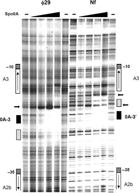 https://cdn.ncbi.nlm.nih.gov/pmc/blobs/c69f/2731898/37b2758b1d0b/gkp504f6.jpg