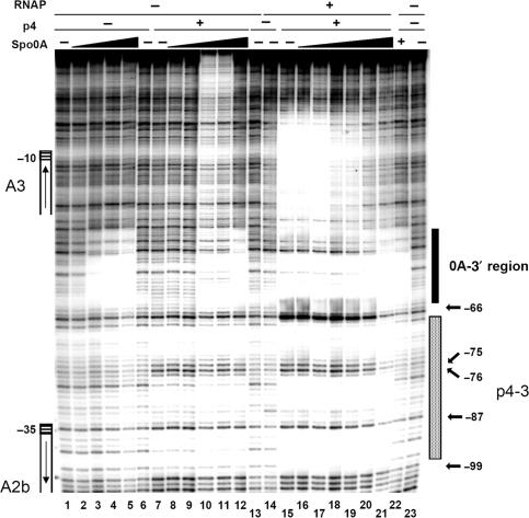 https://cdn.ncbi.nlm.nih.gov/pmc/blobs/c69f/2731898/47d725638653/gkp504f5.jpg